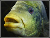 http://www.israellycool.com/fishlips.jpg
