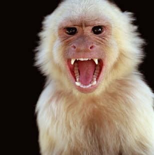 monkey no see