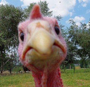 angry turkey