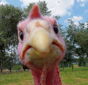 [Image: angry-turkey.jpg]