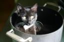 Cat Stew