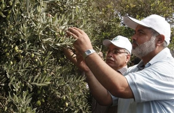 Ismail Haniyeh olive pick