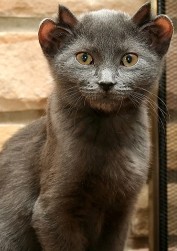 Yoda Cat