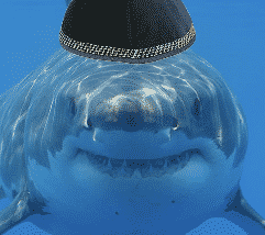 zionist shark
