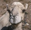 camel2.jpg