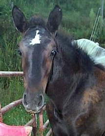 horse.jpg