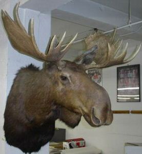 moose head.jpg