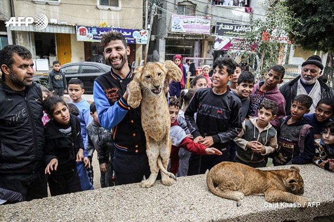 palestinian lion