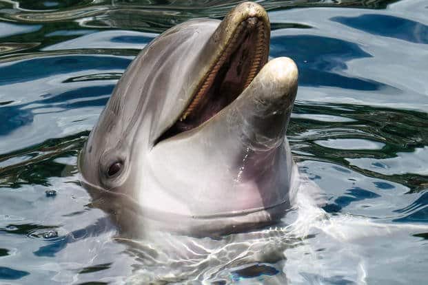 Stone Cold Killer Dolphin 3200