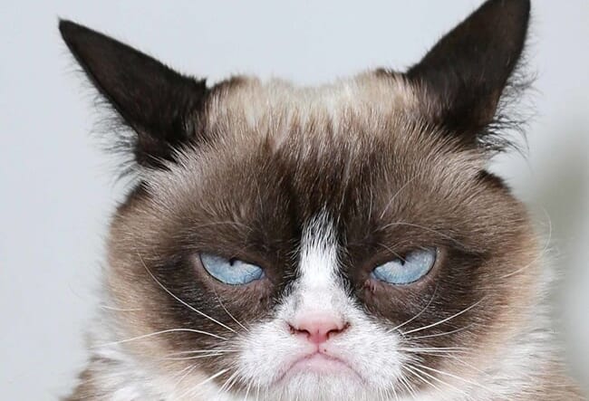 grumpy cat