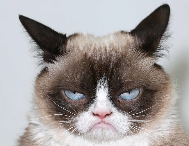 grumpy-cat.jpg