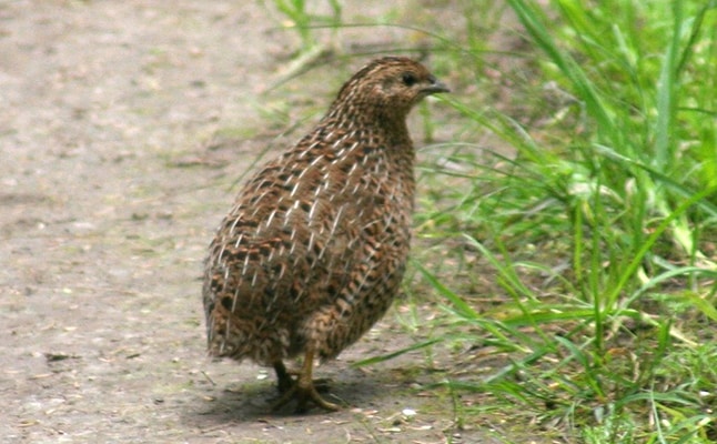 quail