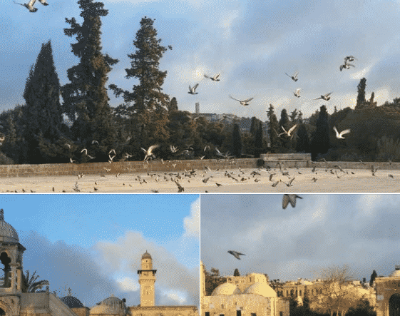 qnn birds
