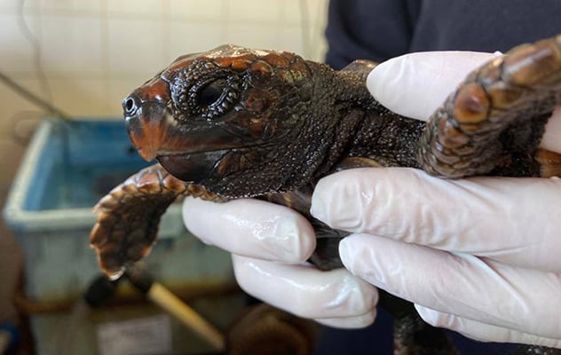 sea turtle israel rescue