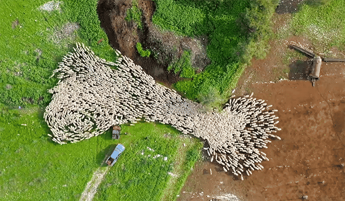 sheep