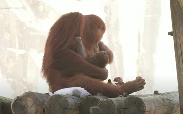orangutan