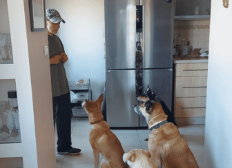 dogs