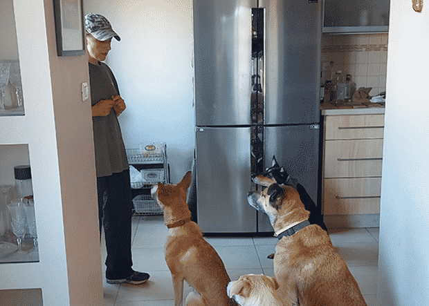 dogs