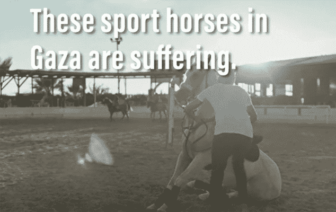 gaza horses