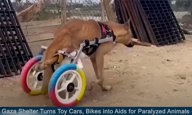 gaza disabled animal