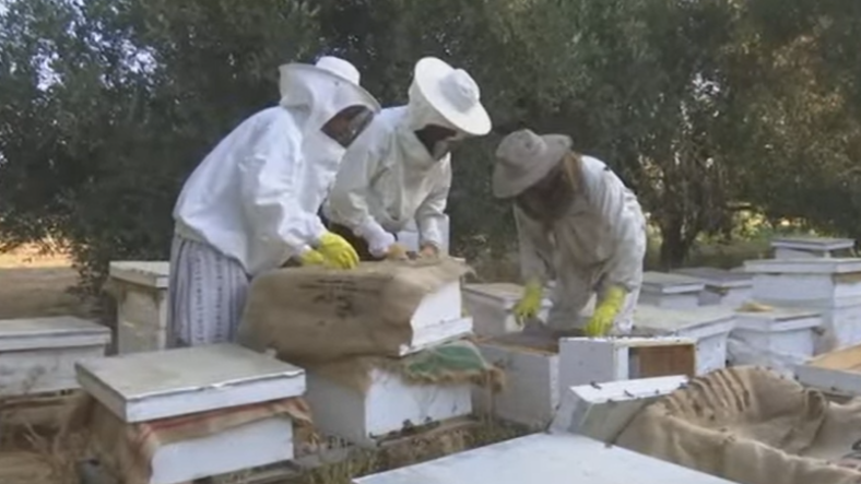 beekeepers