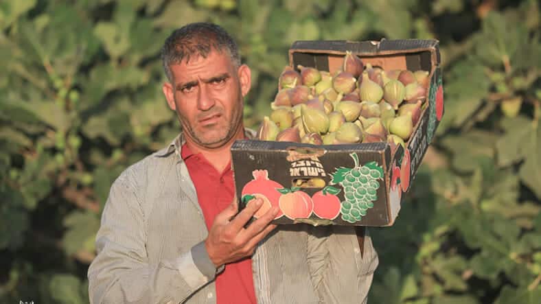 made-in-Israel