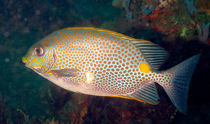 Siganus_guttatus_Golden_Rabbitfish