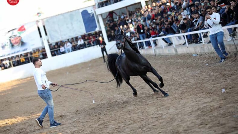 horse-event gaza