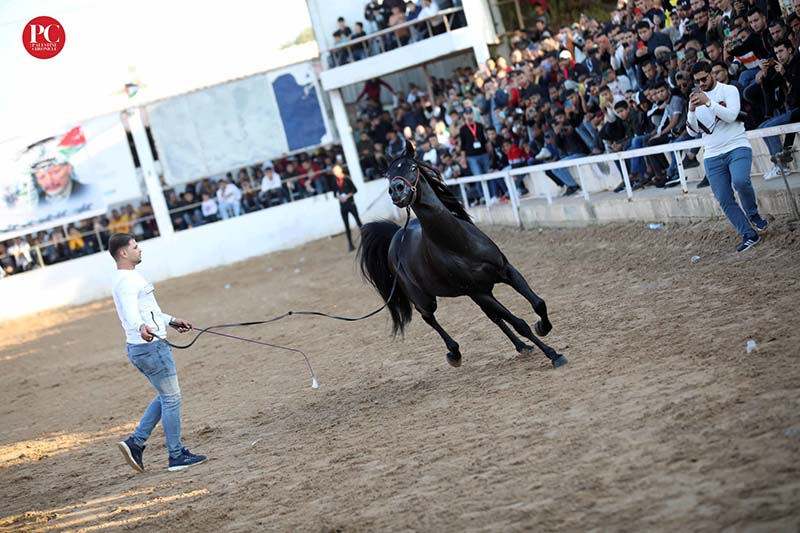 horse-event gaza