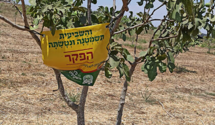 Shmita