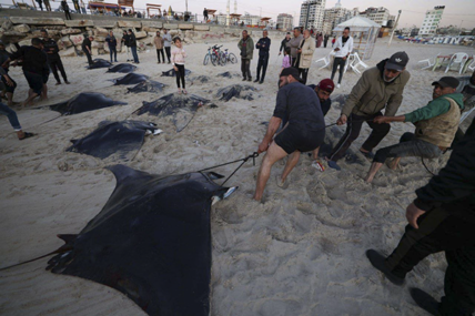 dead rays