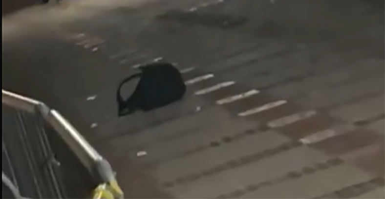 mice video