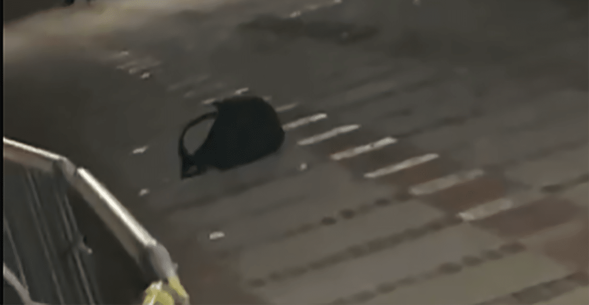 mice video