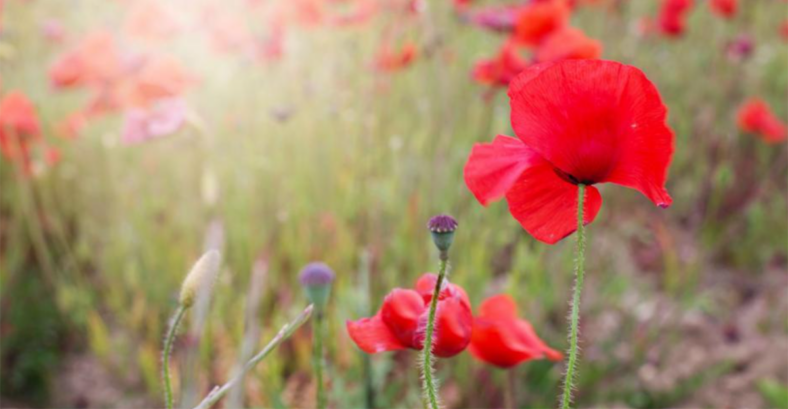 red poppy