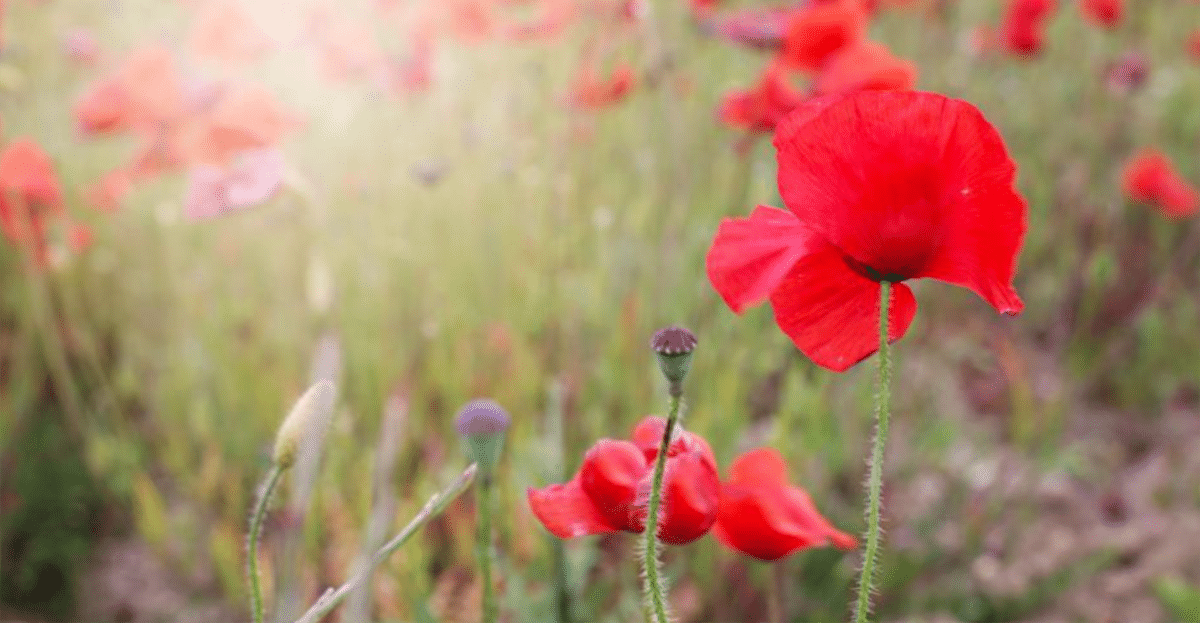 red poppy