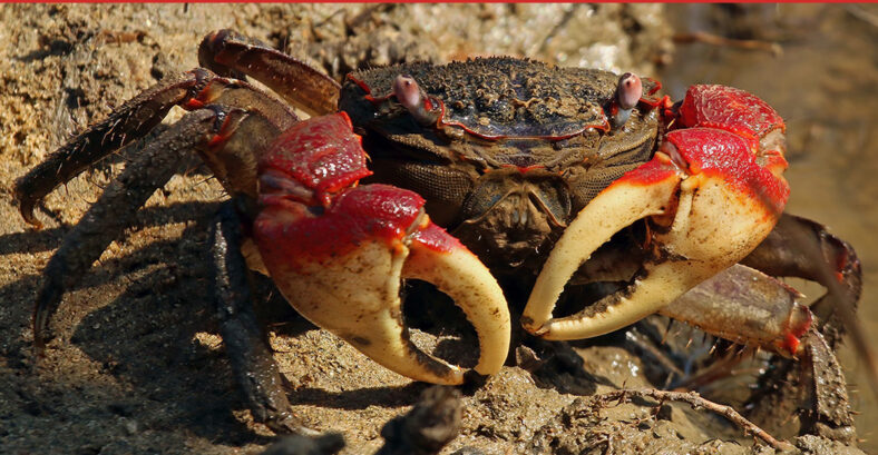 crab