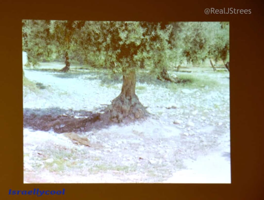 Digging  on Temple Mount has exposed roots of tree 