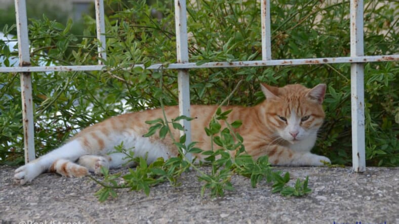 cat not going anywhere