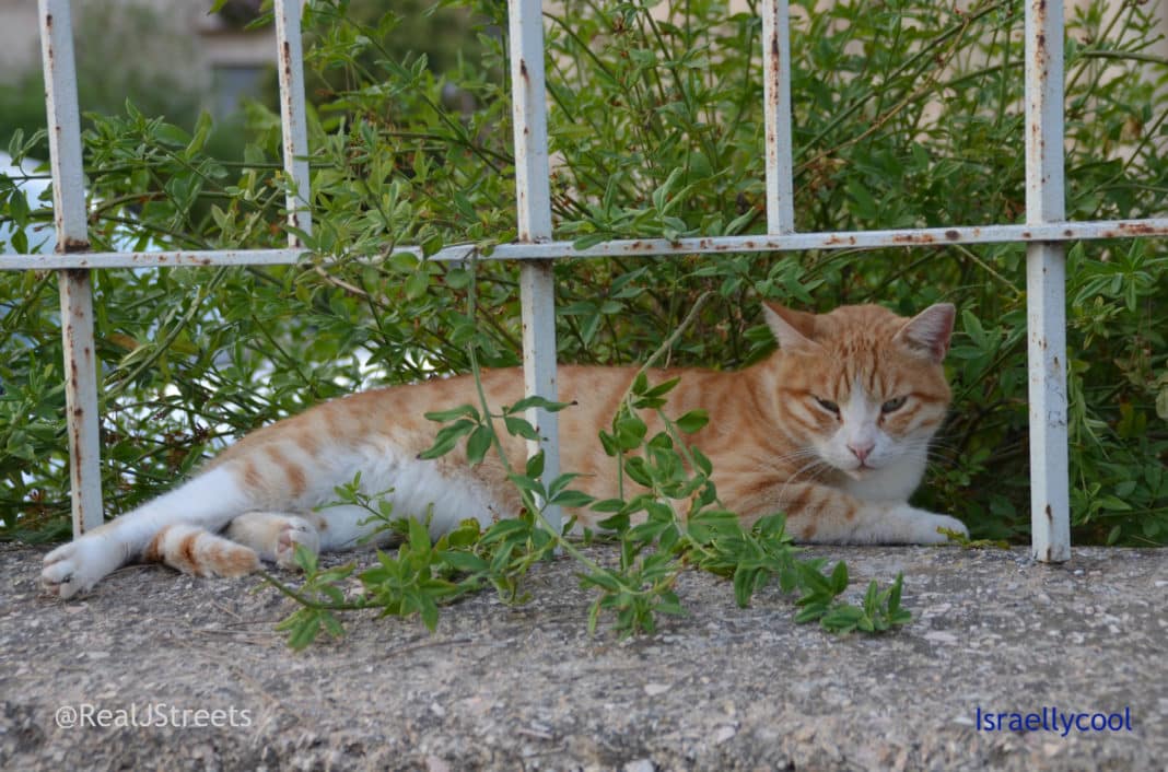 cat not going anywhere