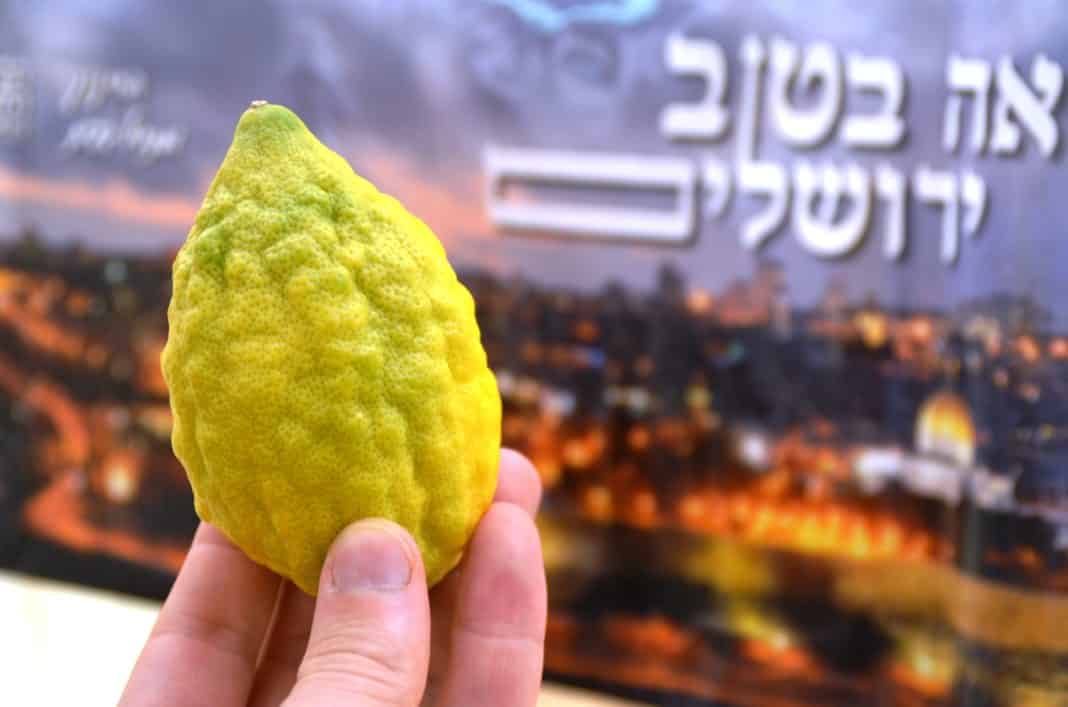 etrog