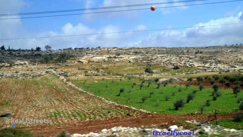 image new planting by Arabs to claim land