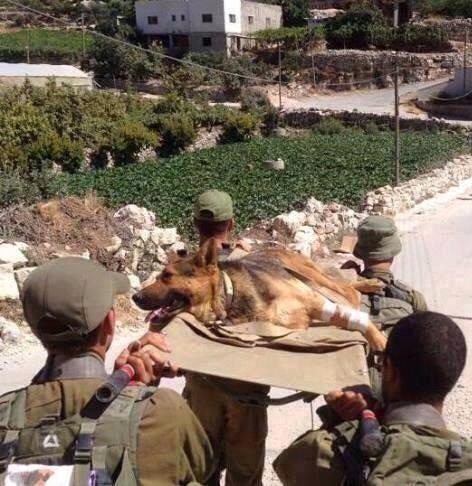 IDF dog on a stretcher being carried in Gaza