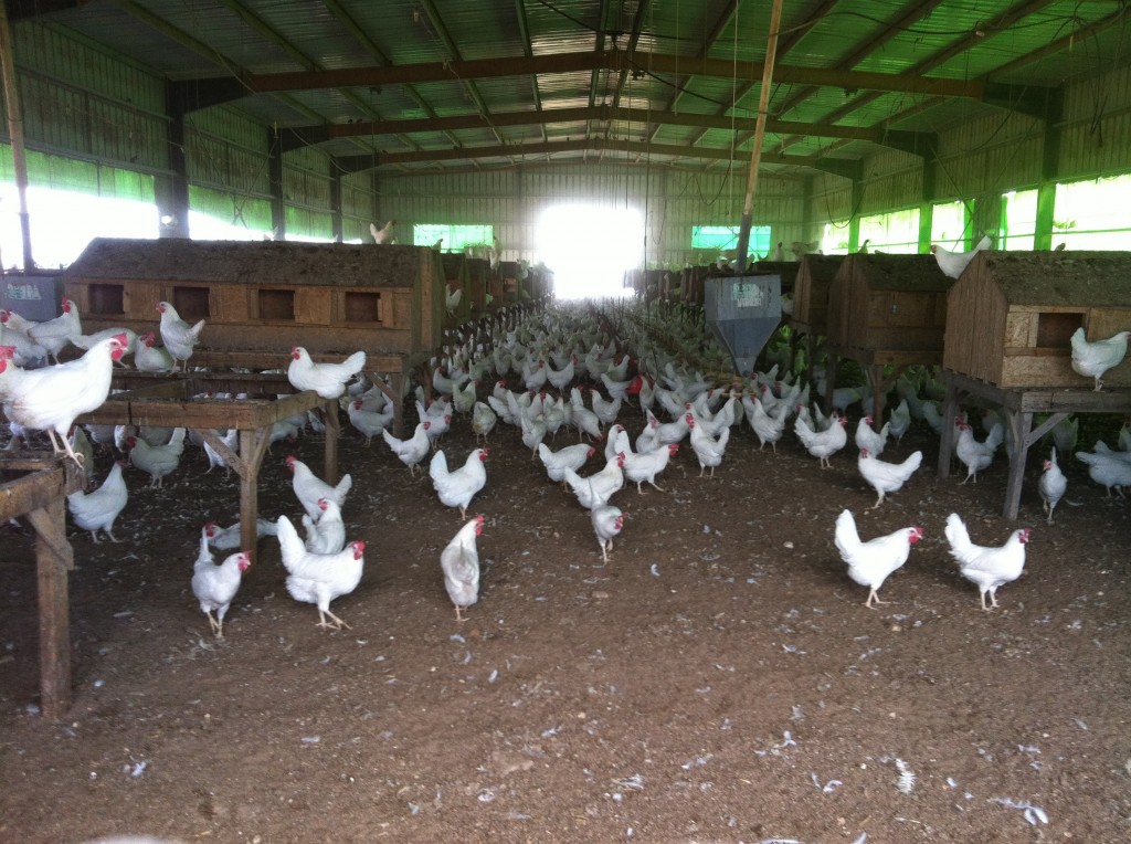 Organic Chicken Farm near Itamar, Israel