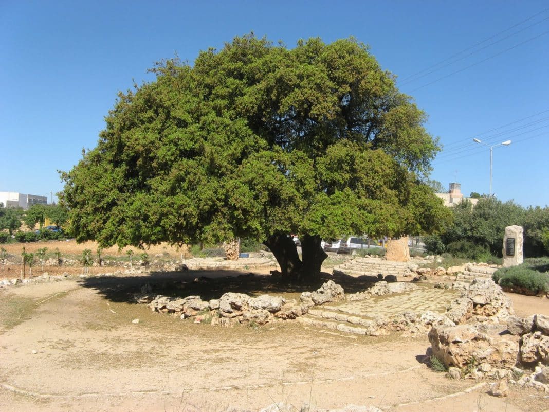 Lone Oak Tree