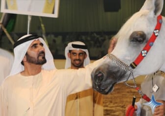 arab horse