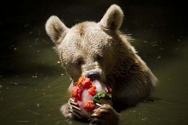 Israel bear Israel bear