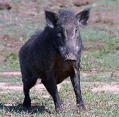 boar.jpg