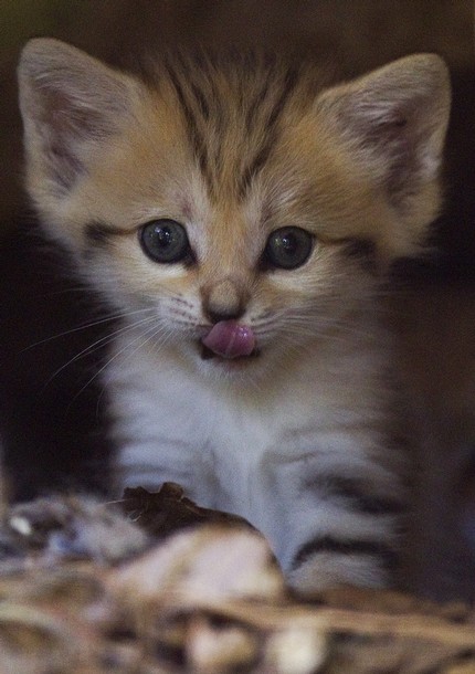 Renana, a 3-week-old sand kitten, is seen at her enclosure in the Ramat Gan Safari near Tel Aviv