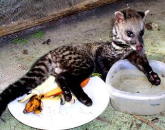 civet cat coffee