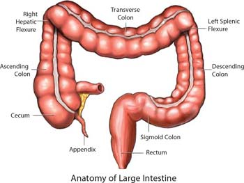 A very large colon?